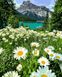 Ромашковое поле в Альпах Холст для рисования по цифрам 40 х 50 см, Подарочная коробка, 40 х 50 см
