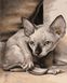 Экзотическая кошка Картина по номерам ТМ АртСтори, Подарочная коробка, 40 х 50 см