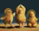 Духовні курчата ©Lucia Heffernan Алмазна картина на підрамнику 40 х 50 см, Так, 40 x 50 см