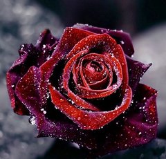 Купити Алмазна вишивка Роса на троянді  в Україні