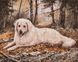 Охотничья собака Картина по номерам с частичной алмазной мозаикой, Без коробки, 40 х 50 см
