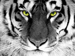 Купить Алмазная вышивка Взгляд тигра  в Украине