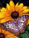 Алмазна вишивка Метелик на квітці, Ні