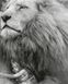 Картина раскраска по номерам Под защитой льва 40 х 50 см (без коробки), Без коробки, 40 х 50 см