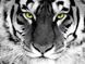 Алмазна вишивка На Підрамнику Погляд тигра