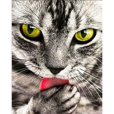 Купить Серый котенок Алмазная мозаика На подрамнике 30х40 см  в Украине