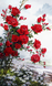 Червоні троянди-2 Діамантова мозаїка 75 х 45 см, Ні, 75 х 45 см