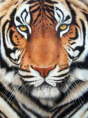 Купити Алмазна вишивка Тигр  в Україні