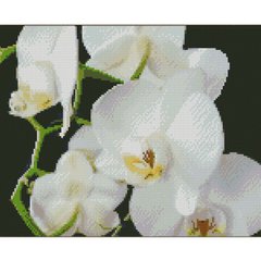 Купити Білі орхідеї 30х40 см (KB011) Набір для творчості алмазна картина  в Україні