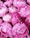 Надзвичайність рожевих піонів Полотно для малювання по цифрам 40 х 50 см, Подарункова коробка, 40 х 50 см