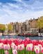 Тюльпани Амстердаму Цифрова картина за номерами (без коробки), Без коробки, 40 х 50 см