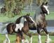 Рисование картины по номерам Семья лошадей, Без коробки, 40 х 50 см