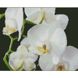 Білі орхідеї 30х40 см (KB011) Набір для творчості алмазна картина, Так, 30 x 40 см