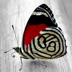 Купити Алмазна вишивка Яскравий метелик  в Україні