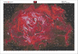 Чарівна троянда (червона) Діамантова мозаїка 75 х 50 см, Ні, 75 х 50 см