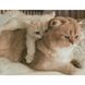 Мама с котенком 30х40 см Алмазная картина по номерам круглыми камушками, Да, 30 x 40 см