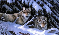 Купити Алмазна вишивка Вовки на снігу  в Україні