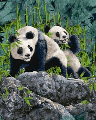 Купить Девять панд худ Стивен Гарднер Картина по номерам 40 x 50 см  в Украине