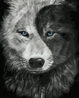 Купить Волк инь-ян Раскраска по номерам  в Украине