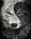 Волк инь-ян Раскраска по номерам, Без коробки, 40 х 50 см