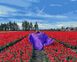 Картина раскраска по номерам В поле тюльпанов 40 х 50 см (без коробки), Без коробки, 40 х 50 см