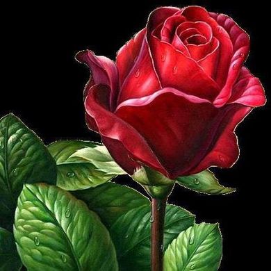 Купити Алмазна вишивка Червона троянда  в Україні
