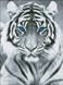 Алмазная мозаика На подрамнике Белый тигр 30х40