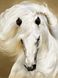 Набор для алмазной вышивки Грация – Белая лошадь, Нет
