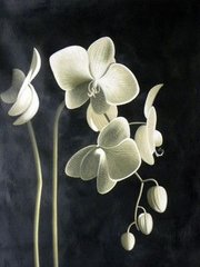 Купить Алмазная вышивка Цвет орхидеи  в Украине