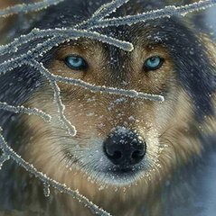 Купить Алмазная вышивка Взгляд волка  в Украине