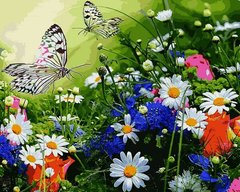 Купить Набор для рисования по цифрам Цветочное поле и бабочки  в Украине