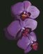 Орхидеи Алмазная мозаика На подрамнике, круглые камушки, Да