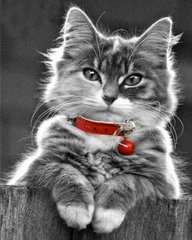 Купить Любимый котик Алмазная мозаика круглыми камушками 40х50см УЦЕНКА  в Украине