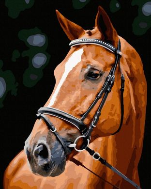 Купить Благородная лошадь Раскраска по номерам  в Украине