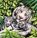 Алмазна вишивка На Підрамнику Біла тигриця з тигрятами