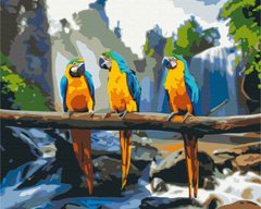 Купить Рисовать картину по номерам без коробки Тропические ара  в Украине