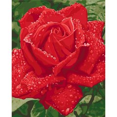 Купити Малювання по номерам картини Ніжність троянди (без коробки)  в Україні