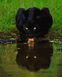 Картина раскраска по номерам Водопой у пантеры 40 х 50 см (без коробки), Без коробки, 40 х 50 см