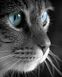 Серый котик Алмазная мозаика На Подрамнике, квадратные камни