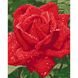 Подарунковий набір для малювання картини за номерами Ніжність троянди
