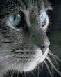 Купить Серый котик Алмазная мозаика, квадратные камни  в Украине