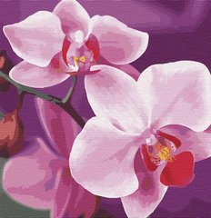 Купити Чарівна орхідея Маленька картина за номерами (без коробки)  в Україні
