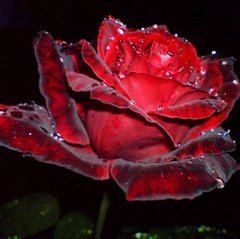 Купить Красная роза в росе. Набор для алмазной вышивки квадратными камушками.  в Украине