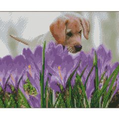 Купити Песик над фіолетовими квітами 30х40 см (KB021) Набір для творчості алмазна картина  в Україні