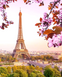 Париж - Вишневий Цвіт Діамантова мозаїка На Підрамнику, квадратні камінчики
