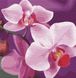 Чарівна орхідея Маленька картина за номерами (без коробки), Без коробки, 30 х 30 см