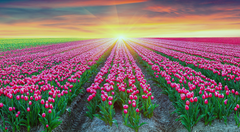 Купить Алмазная мозаика Тюльпановый рай 100х55см  в Украине