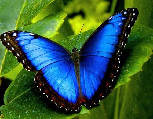 Купити На підрамнику алмазна мозаїка Краса метелика Морфо  в Україні