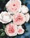 Бутоны пышных роз Роспись картин по номерам (без коробки), Без коробки, 40 х 50 см