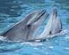 Рисование картины по номерам Пара дельфинов, Без коробки, 40 х 50 см